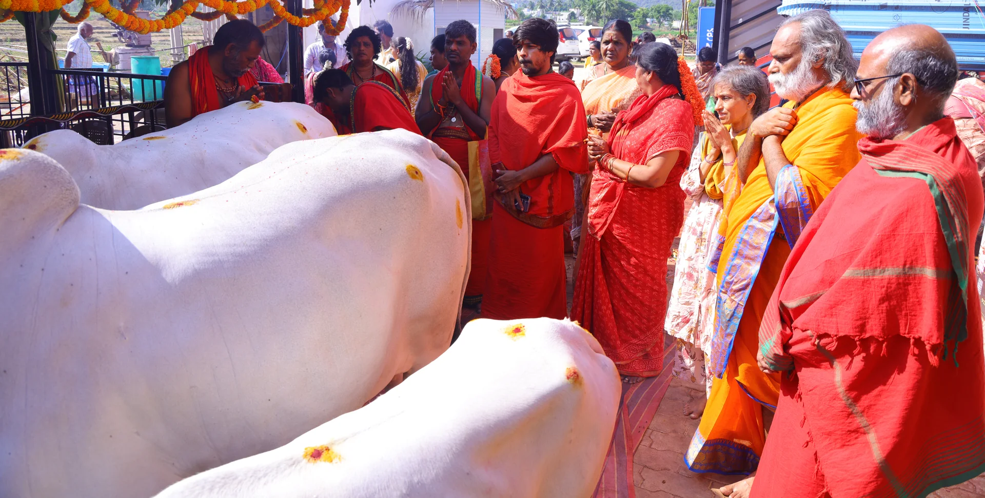 Devotees participating in Gau Seva Puja with cows at Sri Sakthi Peetam